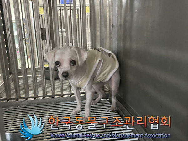 한국동물구조관리협회_441559202500048